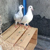 کفتر نرپر