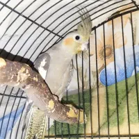 پرنده عروس پاریس