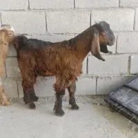 بزغاله