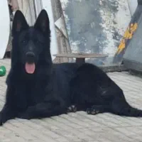 ژرمن با اصالت
