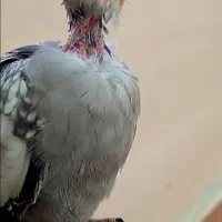 عروس هلندی گم شده