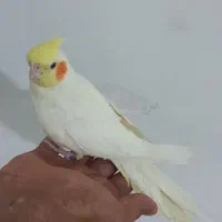 عروس هلندی