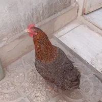 مرغ
