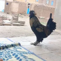 خورس کاکلی