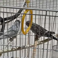 یه جفت مرغ عشق با قفس