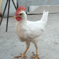 خروس