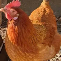 تعدادی مرغ و خروس