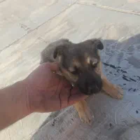 دو توله ژرمن و یک توله پاکوتا