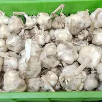 سیر درشت ارگانیک