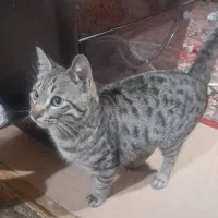 گربه خانگی|گربه|اسفراین, |دیوار