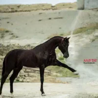 اسب کورسی اصیل ترکمن