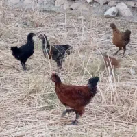 محلی چاق