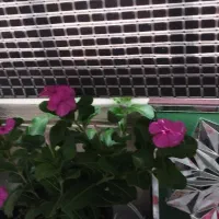 آینه و هندسه