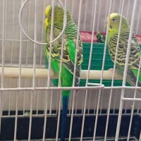 یک جفت مرغ عشق