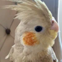 عروس هلندی فقط معاوضه با طوطی