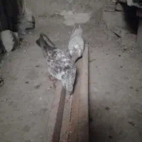 ۲کبوتر جفت