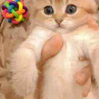 گربه بریتیش دو ماهه ماده