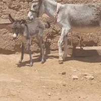 الاغ چهارساله شکم اول گوسفندی
