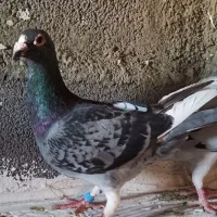 کبوترپلاکی گم شده