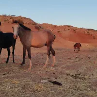اسب(۱۶ماهه نریان)