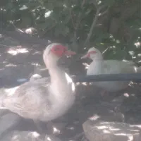 اردک اسرائیلی سفید