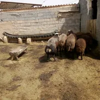 بره نر ،میش،قوچ،شیشک،تکه