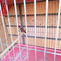 سهره|پرنده|اصفهان, رزمندگان|دیوار