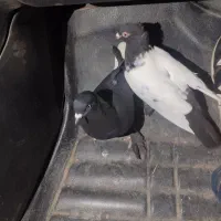 سینه سیاه زاغ دم سفید