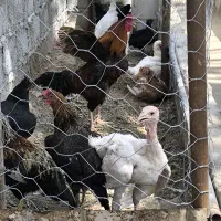 استاد برای دیوار چینی بابلوک میخوام