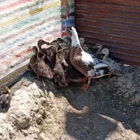 جوجه اردک محلی بدون مادر