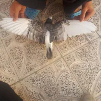 جوجه کبوتر