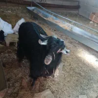 فروش دو بزغاله نرکیلو520