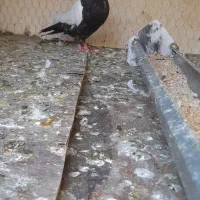 سینه سیاه