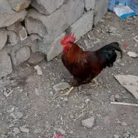 خروس محلی