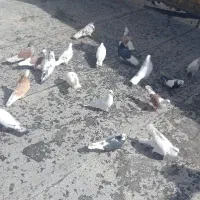 پرنده|پرنده|زنجان, |دیوار