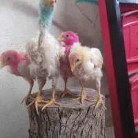 4تا جوجه 3ماهه