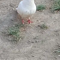کبوتر رفتنی