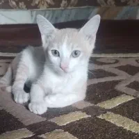 گربه|گربه|رشت, دیانتی|دیوار