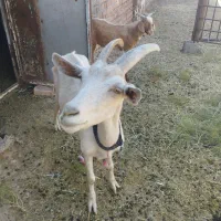 بز سانن با بزغاله ماده