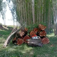 خرید و فروش انواع چوب.