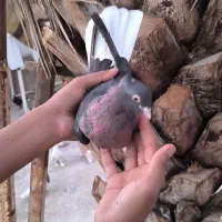تافته ای دمسفید