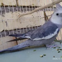عروس هلندی