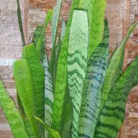 گل سانسوریا ، سانسوریا پا کوتاه
