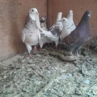 کفتر|پرنده|عقدا, |دیوار