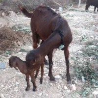 فروش بز دورگ کهره دار