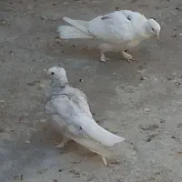 کبوتر سرور دم سفید