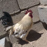 خروس سالم وسرحال