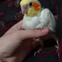 فروش جوجه عروس هلندی سرلاکی