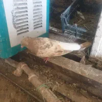 کبوتر کرم ۱۶پر دم