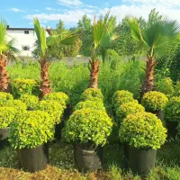 تهیه ، طراحی، اجرا و نگهداری فضای سبز